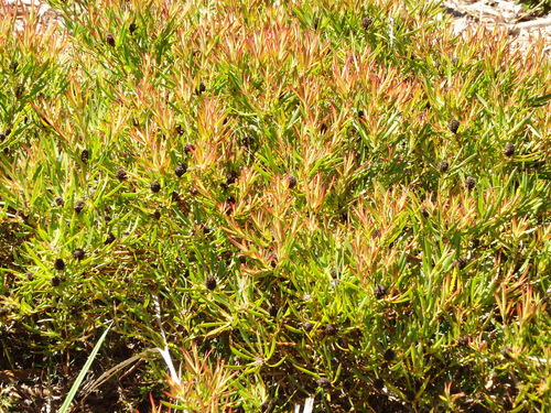 Kirstenbosch National Botanical Garden.